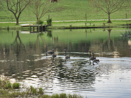 Black swans can often be seen on Little Lake